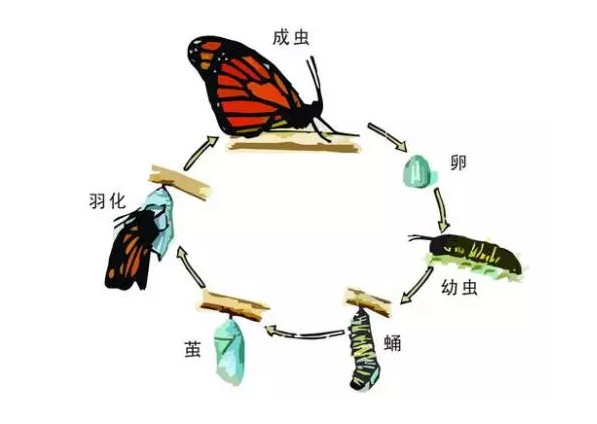 NYC紐約國(guó)際成都銀泰城早教中心毛毛蟲變身記