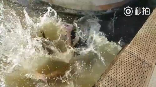 女孩被海獅叼下水,小心動(dòng)物傷人