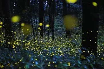 NYC紐約國際江蘇常州巨凝中心：【活動預告】仲夏夜之夢，寶貝天天樂！