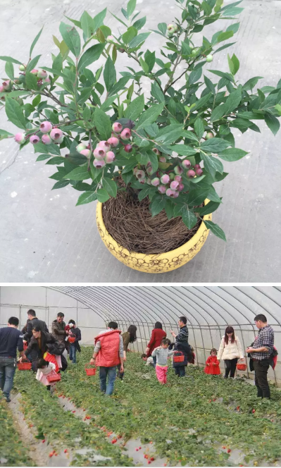 【活動(dòng)招募】NYC植樹節(jié)開始啦！