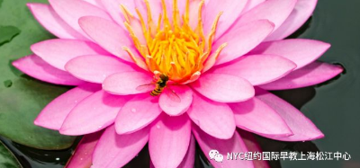 NYC,紐約國際,上海早教,上海松江中心,早教中心