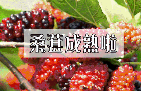 NYC紐約國際平谷早教中心：嗨爆六月，酷爽一“夏”